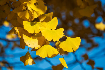 秋の青空に映える黄葉したイチョウの葉のアップ