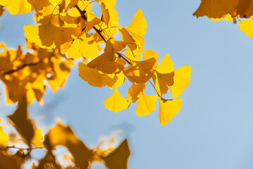 黄色く色づいたイチョウの葉を見上げる