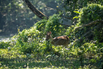 Spotted Deer Eating Leaves from a Bush