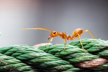 The Red Weaver ant walk on a rope