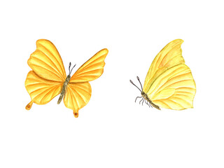 Two flying yellow butterfly. Fluttering lepidoptera, tropical insect and moth. Watercolor illustration for wallpaper, print, textile. Wedding invitation, banner design. Postcards, clothing