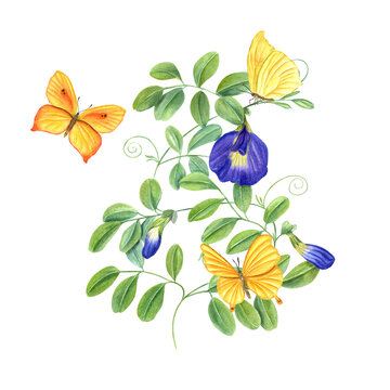 Climbing branches of Thai butterfly pea flowers. Yellow butterflies fluttering around tropical plant. Ipomoea, clitoria ternatea, bluebellvine. Watercolor illustration for package, label, poster