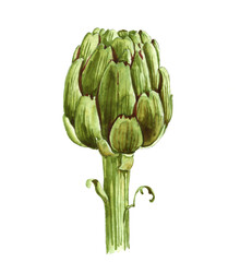Obraz premium watercolor drawing green artichoke isolated at white background, hand drawn illustration