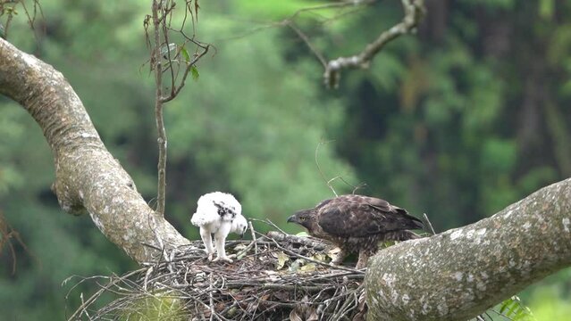 a wild javan hawk eagle is accompanying a young eaglet in the nest