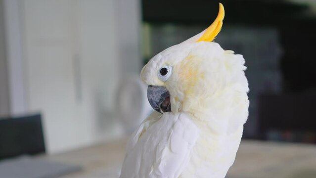 A cockatoo with white feathers and an orange crest lives in a house without a cage. The bird is standing in a relaxed pose.