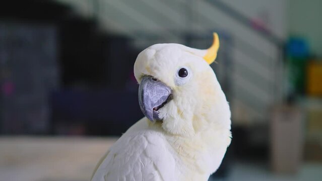 A cockatoo with white feathers and an orange crest lives in a house without a cage. The bird is standing in a relaxed pose.