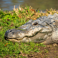 alligator in the swamp