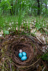 Cowbird parasitism - cowbird egg laid in a hermit thrush nest from Massachusetts