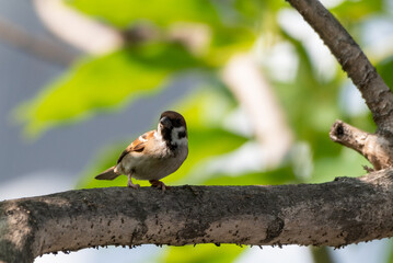 Bird perched on branch, The Eurasian tree sparrow, Passer montanus is a passerine bird in the sparrow family with a rich chestnut crown and nape, and a black patch on each pure white cheek. 