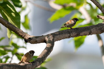 Bird perched on branch, The Eurasian tree sparrow, Passer montanus is a passerine bird in the sparrow family with a rich chestnut crown and nape, and a black patch on each pure white cheek. 