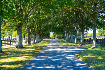 Tree lined country road in Kentucky - Powered by Adobe