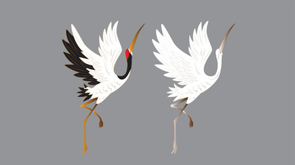 bird illustration for book drawing page