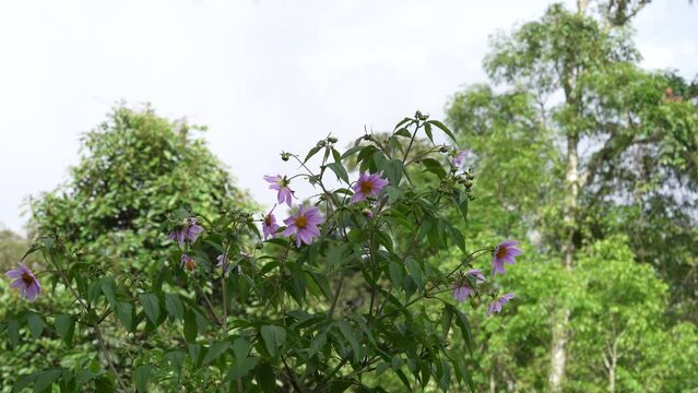 Abejas y flores