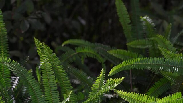 Helechos en el bosque