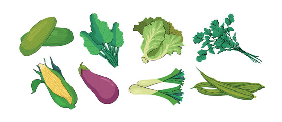 Set of healthy vegetable illustration. Healthy vegetable illustration. Vegetables illustration