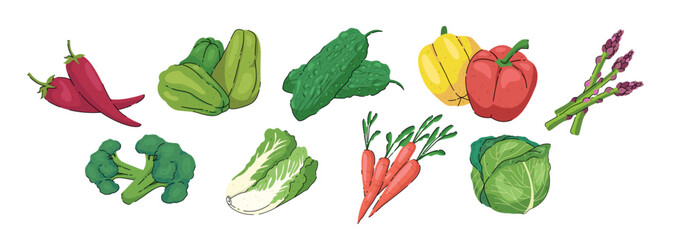 Set of healthy vegetable illustration. Healthy vegetable illustration. Vegetables illustration