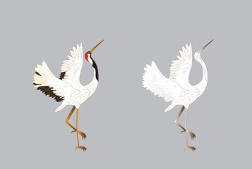 bird illustration for book drawing page