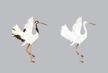 bird illustration for book drawing page