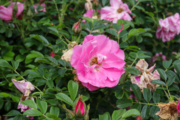 old fashioned pink rose blooms in garden