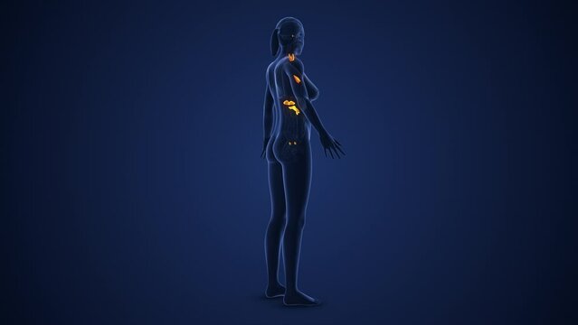 Female Endocrine System or Muscarinic acetylcholine receptor medical animation