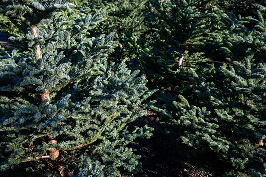 Closeup of fresh cut Noble Fir Christmas trees for sale in an outdoor tree lot
