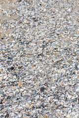 shells on beach sand