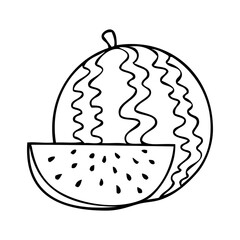 watermelon line vector illustration