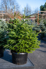 Live Christmas trees for sale, Turkish Fir tree in an outdoor tree lot on a sunny winter day
