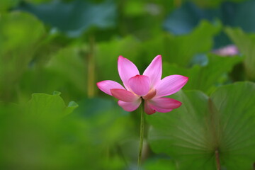 Blooming lotus in the pond