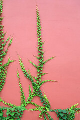 Green plants growing on walls