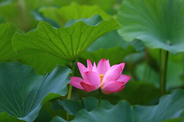 Fototapeta premium Blooming lotus in the pond