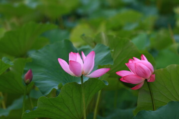 Blooming lotus in the pond
