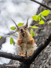 The squirrel with nut sits on a branches in the spring or summer.