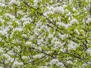 White blossoming apple trees. White apple tree flowers