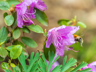Pink flowers of Siberian rhododendron copy space. Rhododendron dauricum. Spring flowering of Altai rhododendron.