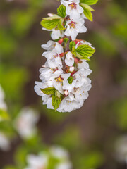White cherry flowers. The branches of a blossoming Cherry tree with white flowers.