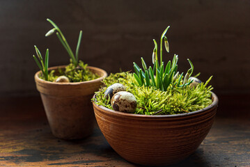 nice spring flowers in the moss