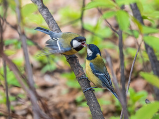 A Great tit feeding its fledgling