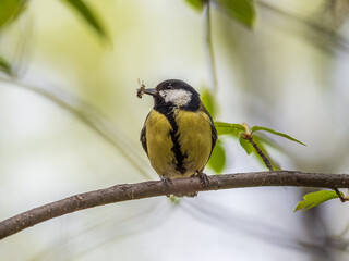 Great Tit sitting in a hedge with flys in its beak