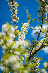 cherry blossom over blue sky