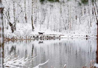 dag walking in the winter park