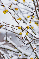 snow landscape in the forest