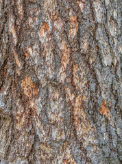 Texture of pine bark background
