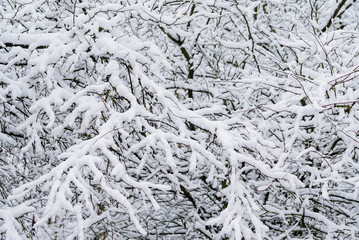 snow landscape in the forest