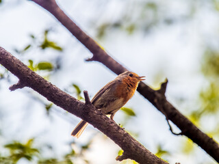 European Robin, Erithacus rubecula, song bird sits on tree in the spring forest or park