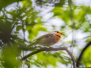 European Robin, Erithacus rubecula, song bird sits on tree in the spring forest or park