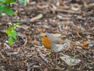 European Robin, Erithacus rubecula, song bird sits on ground in the spring forest or park