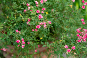 ピンクのミニ薔薇