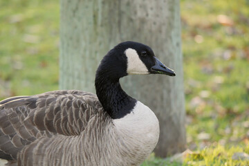 A Canadian goose walking on grass during a fall season close to Jericho Beach in Vancouver, British Columbia, Canada