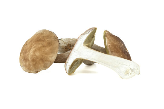 Wild cep mushroom isolated on white background